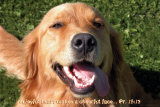 Joyful Doggie Kunstdrucke