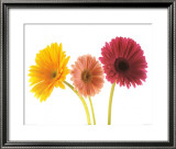 Tres gerberas Arte por Michael Bird