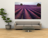 Lavender Field, Fragrant Flowers, Valensole, Provence, France Wall Mural