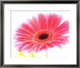 Magenta Gerbera Reprodukcje autor Michael Bird