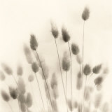 Italian Tall Grass No. 2 Art by Alan Blaustein