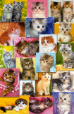 Gatinhos Poster Gatinhos Poster