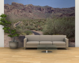 Cactus along a Road, Dreamy Draw Park, Arizona, USA Wall Mural – Large