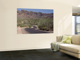 Cactus along a Road, Dreamy Draw Park, Arizona, USA Wall Mural