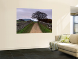 Stone Walls Along a Path, Yorkshire Dales, England, United Kingdom Wall Mural