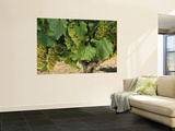 Chardonnay Grapes on the Vine, Napa California, USA Wall Mural