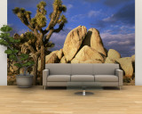 Joshua Tree National Park, California, USA Wall Mural – Large