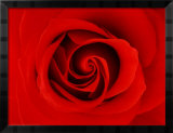 La Rosa Póster por Tony Stromberg