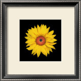 Tournesol Affiches par JoSon 