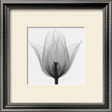 Triumph Tulip Prints by Steven N. Meyers
