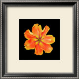 Aprikosenfarbene Inkalilie (Alstroemeria) Poster von JoSon 
