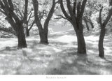Blue Oaks Affiches par Marty Knapp