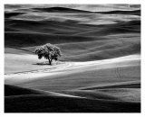 Lone Tree Posters par Dennis Frates