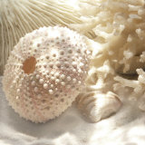Coral Shell I Kunstdrucke von Donna Geissler