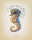 Richard Van Genderen - Shorthead Seahorse - Sanat