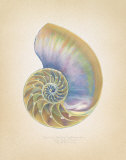 Nautilus Cross Section Láminas por Richard Van Genderen Nautilus Cross Section Láminas por Richard Van Genderen