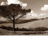 Tuscan Tree Láminas por Ilona Wellmann Tuscan Tree Láminas por Ilona Wellmann