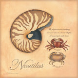 Nautilus Poster von Stephanie Marrott