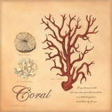 Coral Print by Stephanie Marrott