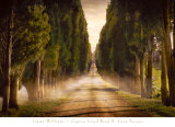 Cypress Lined Road II, Siena Tuscany Print by Jimmy Williams