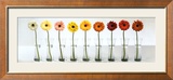 Gerbera Spectrum Art