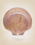 Saucer Scallop Pósters por Richard Van Genderen Saucer Scallop Pósters por Richard Van Genderen