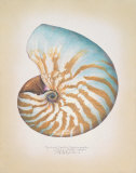 Chambered Nautilus Pósters por Richard Van Genderen Chambered Nautilus Pósters por Richard Van Genderen