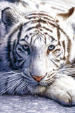 White Tiger - Reprodüksiyon White Tiger - Reprodüksiyon