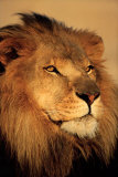 Lion Posters
