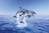 Dolphin Trio Plakat