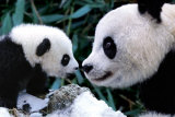 Pandor Bilder Pandor Bilder