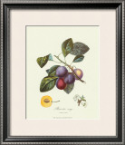 Plums Posters by Pierre-Antoine Poiteau Plums Posters by Pierre-Antoine Poiteau