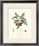 Cherries Posters by Pierre-Antoine Poiteau