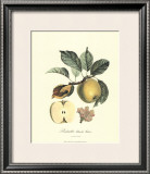 Apple Poster by Pierre-Antoine Poiteau