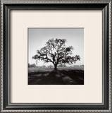Oak Tree, Sunrise Prints by Ansel Adams