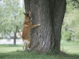 Curious German Shepherd Dog Barking Up a Tree Photographic Print