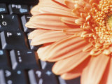 Orange Gerber Daisy Blossom and Black Computer Keyboard Photographic Print