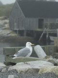 Bird on Foggy Pier Near House in Harbor Lámina fotográfica