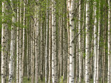 Abundant and Dense Forest of Birch Trees Photographie