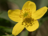 Blooming Yellow Spring Flower Photographic Print Blooming Yellow Spring Flower Photographic Print