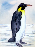 Portrait of Penguin Prints