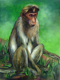 Portrait of Macaque Monkey Print