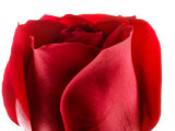 Beautiful and Elegant Red Rose Lámina fotográfica