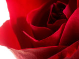 Close-Up of Beautiful Red Flower Petals on Rose Lámina fotográfica Close-Up of Beautiful Red Flower Petals on Rose Lámina fotográfica