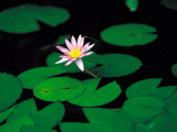 Beautiful Blooming Flowers and Lily Pads in Garden Lámina fotográfica