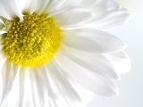 Close-Up of Blooming White Daisy Photographic Print