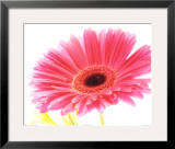 Magenta Gerbera Posters by Michael Bird