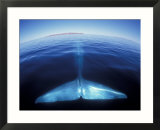 Blue Whale Tail, Baja, California, USA Photographie encadrée par Amos Nachoum