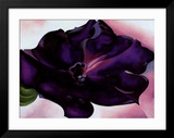 Petunia, 1925 Print by Georgia O'Keeffe