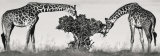 Masai Giraffes Prints by Jean-Michel Labat